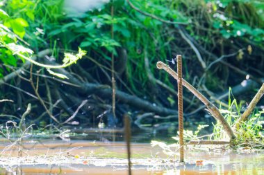 Yusufçuklar, yeşil bitkiler ve doğal ışık ile çevrili sakin bir orman suyuna tüneyip barışçıl bir atmosfer yarattılar..