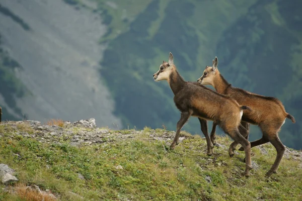 Chamois (Rupicapra rupicapra), Tatra Dağları, Polonya