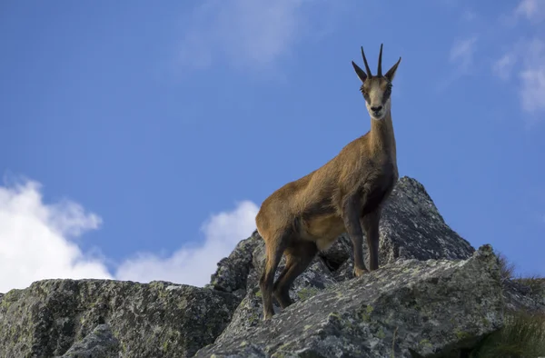 Tatra chamois buzlu