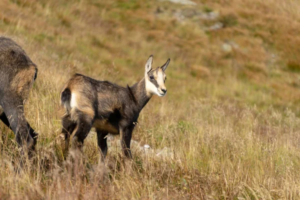 Tatra Chamois Rupicapra Rupicapra Tatrica Ambiente Naturale Montagna — Foto Stock