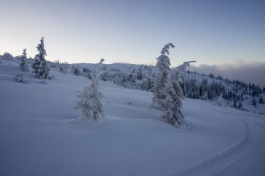Derin karda donmuş ağaçlar. Tatra Dağları.