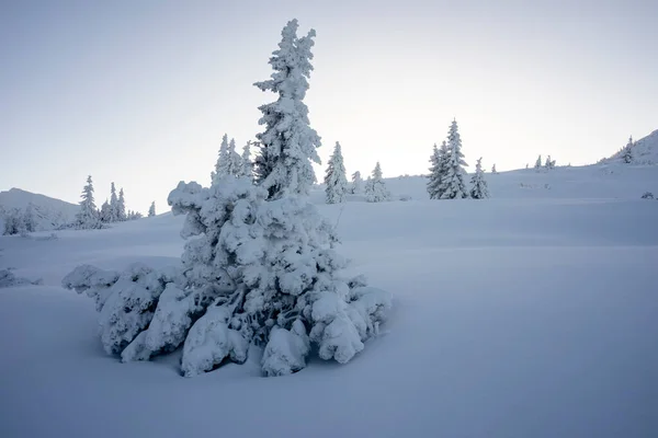 Заморожені Дерева Глибокому Снігу Гори Татра — стокове фото