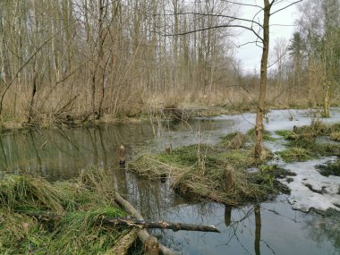 Bemowo Ormanı. Varşova 'nın yeşil kısmı..