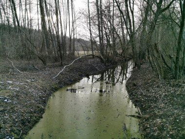 Bemowo Ormanı. Varşova 'nın yeşil kısmı..