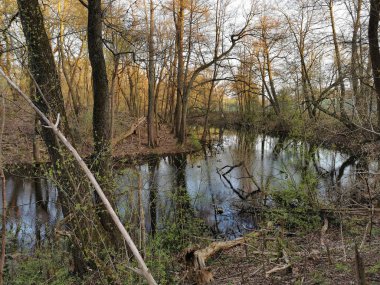 Bemowo Ormanı. Varşova 'nın yeşil kısmı..