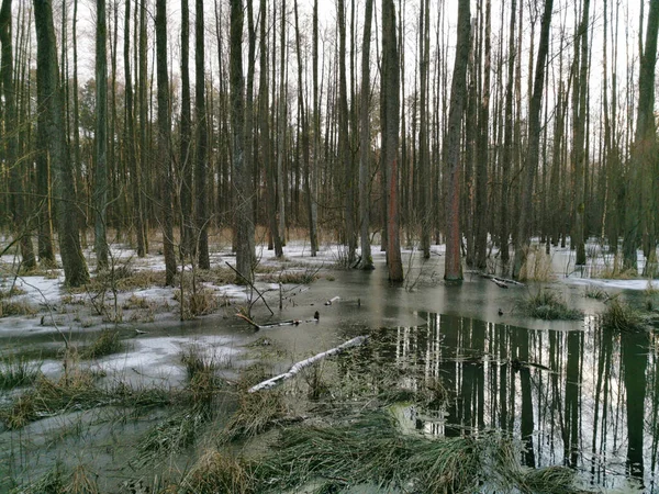 Bemowo Ormanı. Varşova 'nın yeşil kısmı..