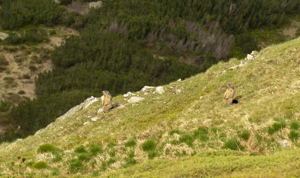 Marmotas Marmota Marmota Latirostris Las Montañas Tatra — Foto de Stock