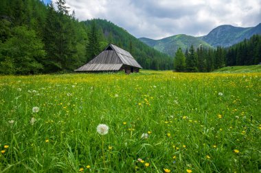 Haziran 'da Jaworzynka Vadisi. Tatra Dağları.