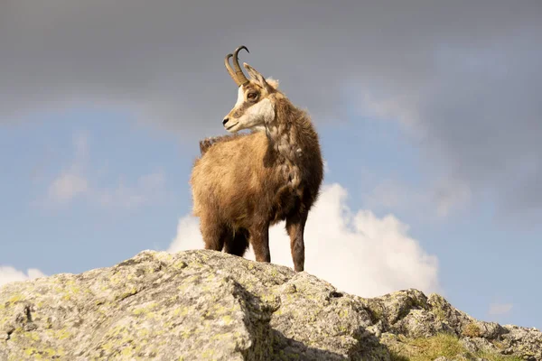Tatra Chamois ( Rupicapra rupicapra tatrica ).