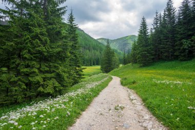 Haziran 'da Jaworzynka Vadisi. Tatra Dağları.
