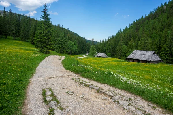 Долина Яворжинка Червні Гори Татра — стокове фото