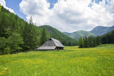 Jaworzynka Vadisi 'nin güzel yaz manzarası. Tatra Dağları.