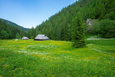 Jaworzynka Vadisi 'nin güzel yaz manzarası. Tatra Dağları.
