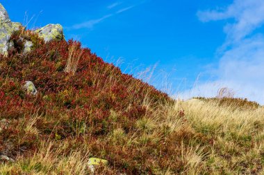 Zirvede Düşen Yapraklar.