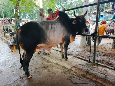 Sağlıklı bir Zebu Boğa (Bos indicus). Güçlü bir Hump-Backed Zebu Bull. Olgun bir Brahman tipi Zebu Boğası. Güçlü bir yerli boğa.