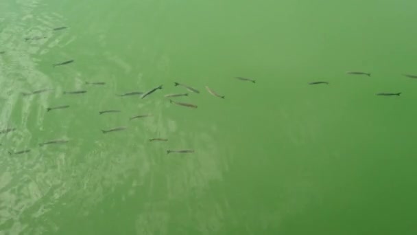 Visão Superior Muitas Escolas Cruzamento Peixes Tainha Cinza Busca Comida — Vídeo de Stock