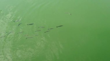 Zümrüt suda yiyecek aramak için gri kefal balığı sürüsünün üst görüntüsü.