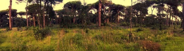 Vista Panorâmica Nascer Sol Uma Floresta Pinheiros Domésticos Prado Mediterrâneo — Fotografia de Stock