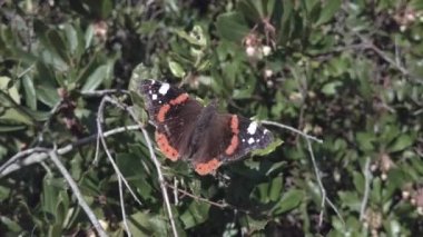 Macro 4k kelebek Cynthia Cardui de boyalı bayana güçlü bir lepidoptera göçmeni derdi. Arbutus ağacında güneşlenir.