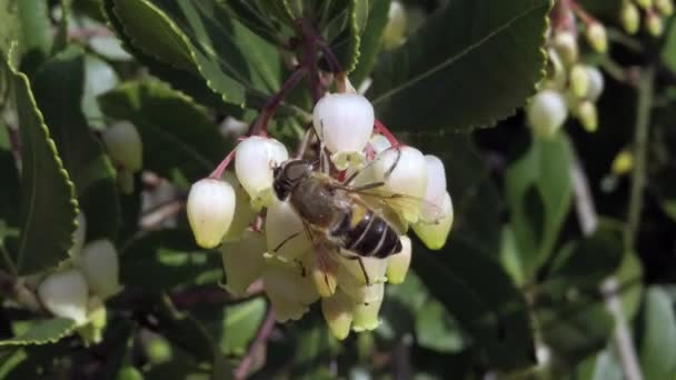 Μακρο Λεπτομέρεια Των Τροφών Μελισσών Νέκταρ Και Γονιμοποιεί Λουλούδια Του — Αρχείο Βίντεο
