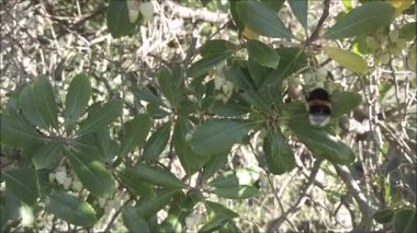 Böcek yaban arısının yavaş hareket eden detaylarına göre bomba nektarla beslenir ve Arbutus ağacının çiçeklerini tozlaştırır.