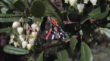 Macro 4k 'lık kelebek Cynthia Cardui de Boyalı Kadın' a güçlü bir lepidoptera göçmeni der. Arbutus ağacının çiçek nektarını yer.