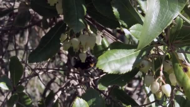 Деталь Насекомых Шмель Называют Bombus Питается Нектаром Опыляет Цветы Арбутуса — стоковое видео