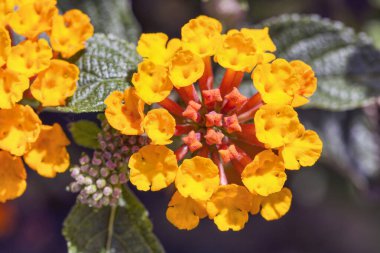 Lantana Horrida çiçeklerinin makro fotoğraflarıyla doğal arka plan ve sarı ve kırmızı tonlu güzel renkleri.
