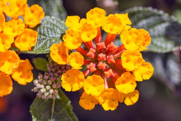 Lantana Horrida çiçeklerinin makro fotoğraflarıyla doğal arka plan ve sarı ve kırmızı tonlu güzel renkleri.
