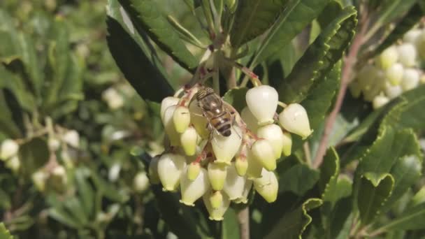 蜜蜂以花蜜为食并授粉给阿伯图斯树的花朵的宏观4K镜头细节 — 图库视频影像