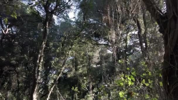 Ztraceno Lese Pov Nízký Úhel Pan Pravý Pohled Mezi Divočinou — Stock video