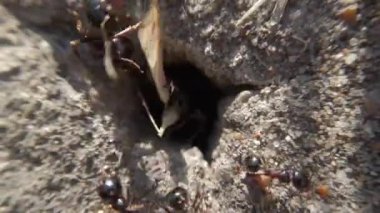 Vahşi doğada karınca yuvası inşa eden ekibin gücüyle vahşi bir makro hayvan. Bazıları yuvanın içinde nesneler taşırken diğerleri atıkları taşıyor.