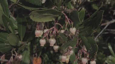 Böcek arıları nektarla beslenir ve Arbutus ağacının çiçeklerini tozlaştırır.