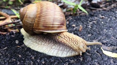 Islak yolda kabuklu küçük bahçe salyangozu sürünüyor, sümüklü böcek hemen eve geliyor. Salyangoz sümüklüböceği, vücudu korumak için sarılmış yenilebilir lezzetli yiyeceklerden oluşur. Kabuklu sümüklüböcek içindeki doğal hayvan salyangozu vahşi doğada sürünüyor..