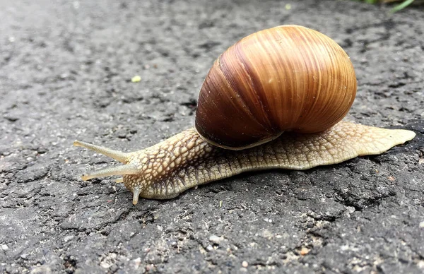 Liten Trädgårdssnigel Med Skal Kryper Våt Väg Snigel Skynda Hem — Stockfoto