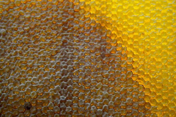 Tropfen Bienenhonig Tropfen Von Sechseckigen Waben Die Mit Goldenem Nektar — Stockfoto