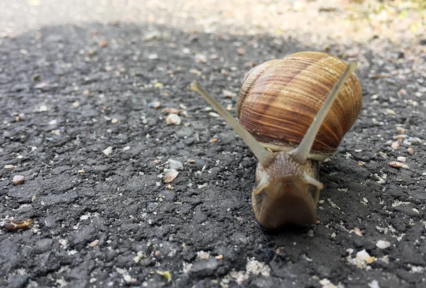 Caracol Pequeno Jardim Casca Rastejando Estrada Molhada Lesma Pressa Para — Fotografia de Stock