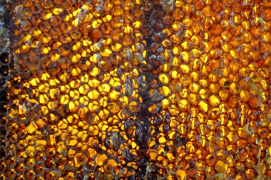 Altın nektarla doldurulmuş altıgen bal peteklerinden bir damla bal damlıyor. Bal peteği yaz kompozisyonu. Doğal bal damlası, balmumu çerçeveli arı damlası. Bal damlası bal damlatıyor bal peteğine.