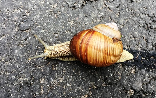 小さな庭のカタツムリのシェルのぬれた道路をクロールし 急いで自宅ナメクジ カタツムリのナメクジは 体を保護するために食用おいしい食品コイルシェルで構成されています 自然動物カタツムリでシェルナメクジクロールで大きな野生自然 — ストック写真