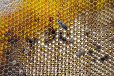 Altın nektarla doldurulmuş altıgen bal peteklerinden bir damla bal damlıyor. Bal peteği yaz kompozisyonu. Doğal bal damlası, balmumu çerçeveli arı damlası. Bal damlası bal damlatıyor bal peteğine.