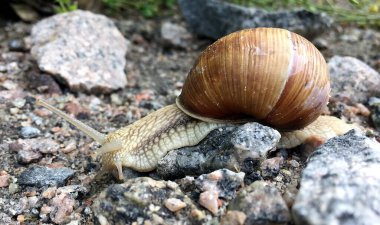 Islak yolda kabuklu küçük bahçe salyangozu sürünüyor, sümüklü böcek hemen eve geliyor. Salyangoz sümüklüböceği, vücudu korumak için sarılmış yenilebilir lezzetli yiyeceklerden oluşur. Kabuklu sümüklüböcek içindeki doğal hayvan salyangozu vahşi doğada sürünüyor..