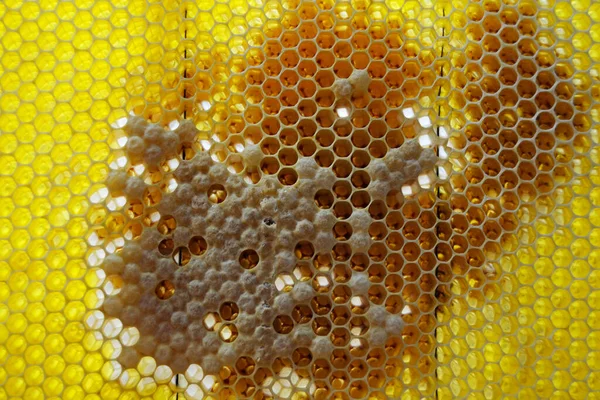 Drop Bee Honey Drip Hexagonal Honeycombs Filled Golden Nectar Honeycombs — Stock Photo, Image