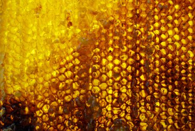 Altın nektarla doldurulmuş altıgen bal peteklerinden bir damla bal damlıyor. Bal peteği yaz kompozisyonu. Doğal bal damlası, balmumu çerçeveli arı damlası. Bal damlası bal damlatıyor bal peteğine.