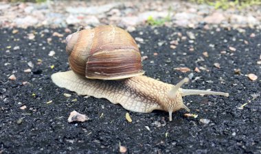 Islak yolda kabuklu küçük bahçe salyangozu sürünüyor, sümüklü böcek hemen eve geliyor. Salyangoz sümüklüböceği, vücudu korumak için sarılmış yenilebilir lezzetli yiyeceklerden oluşur. Kabuklu sümüklüböcek içindeki doğal hayvan salyangozu vahşi doğada sürünüyor..