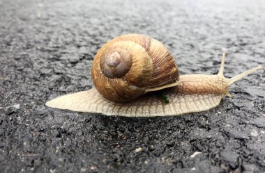 Islak yolda kabuklu küçük bahçe salyangozu sürünüyor, sümüklü böcek hemen eve geliyor. Salyangoz sümüklüböceği, vücudu korumak için sarılmış yenilebilir lezzetli yiyeceklerden oluşur. Kabuklu sümüklüböcek içindeki doğal hayvan salyangozu vahşi doğada sürünüyor..