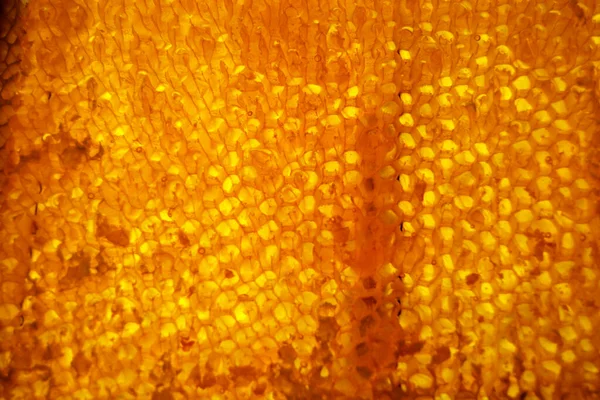 Drop of bee honey drip from hexagonal honeycombs filled with golden nectar. Honeycombs summer composition consisting of drop natural honey, drip on wax frame bee. Drop of bee honey drip in honeycombs.