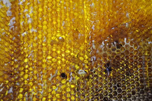 Drop Bee Honey Drip Hexagonal Honeycombs Filled Golden Nectar Honeycombs — Stock Photo, Image