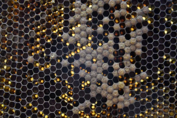 Drop of bee honey drip from hexagonal honeycombs filled with golden nectar. Honeycombs summer composition consisting of drop natural honey, drip on wax frame bee. Drop of bee honey drip in honeycombs.