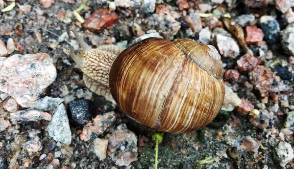 Petit Escargot Jardin Coquille Rampant Sur Route Humide Limace Hâte — Photo