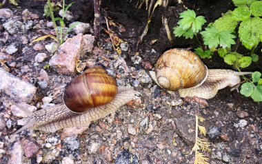 Islak yolda kabuklu küçük bahçe salyangozu sürünüyor, sümüklü böcek hemen eve geliyor. Salyangoz sümüklüböceği, vücudu korumak için sarılmış yenilebilir lezzetli yiyeceklerden oluşur. Kabuklu sümüklüböcek içindeki doğal hayvan salyangozu vahşi doğada sürünüyor..